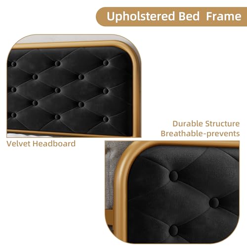 Queen Size Velvet Upholstered Bed Frame with Button Tufted Headboard, Gold-Black T14159