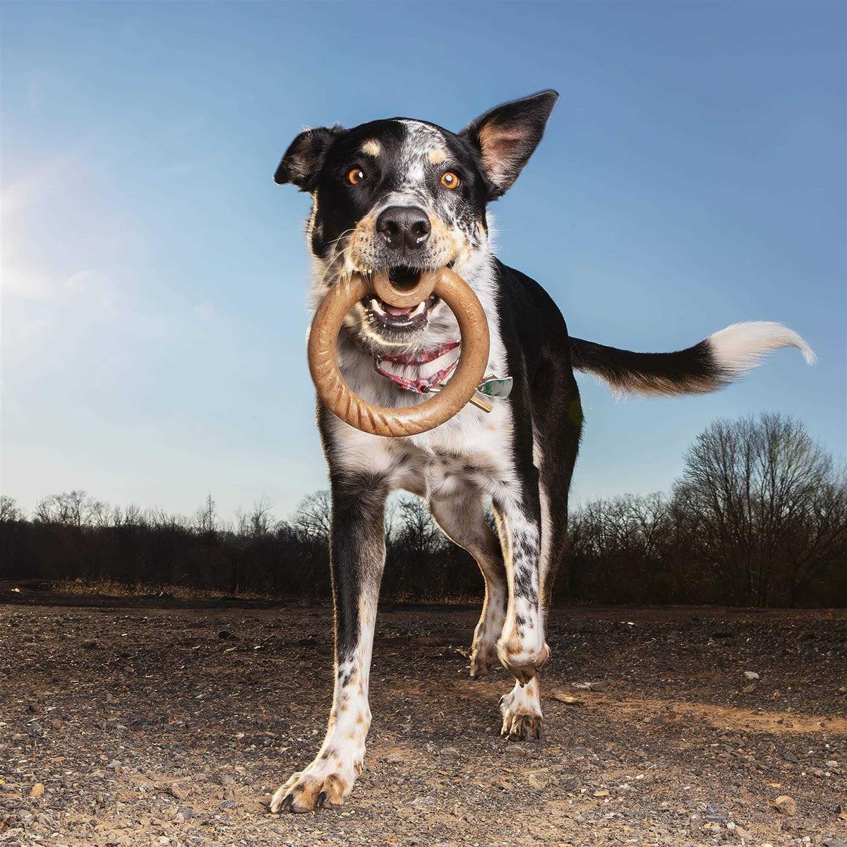 Durable Chew Toy for Aggressive Chewers L1471