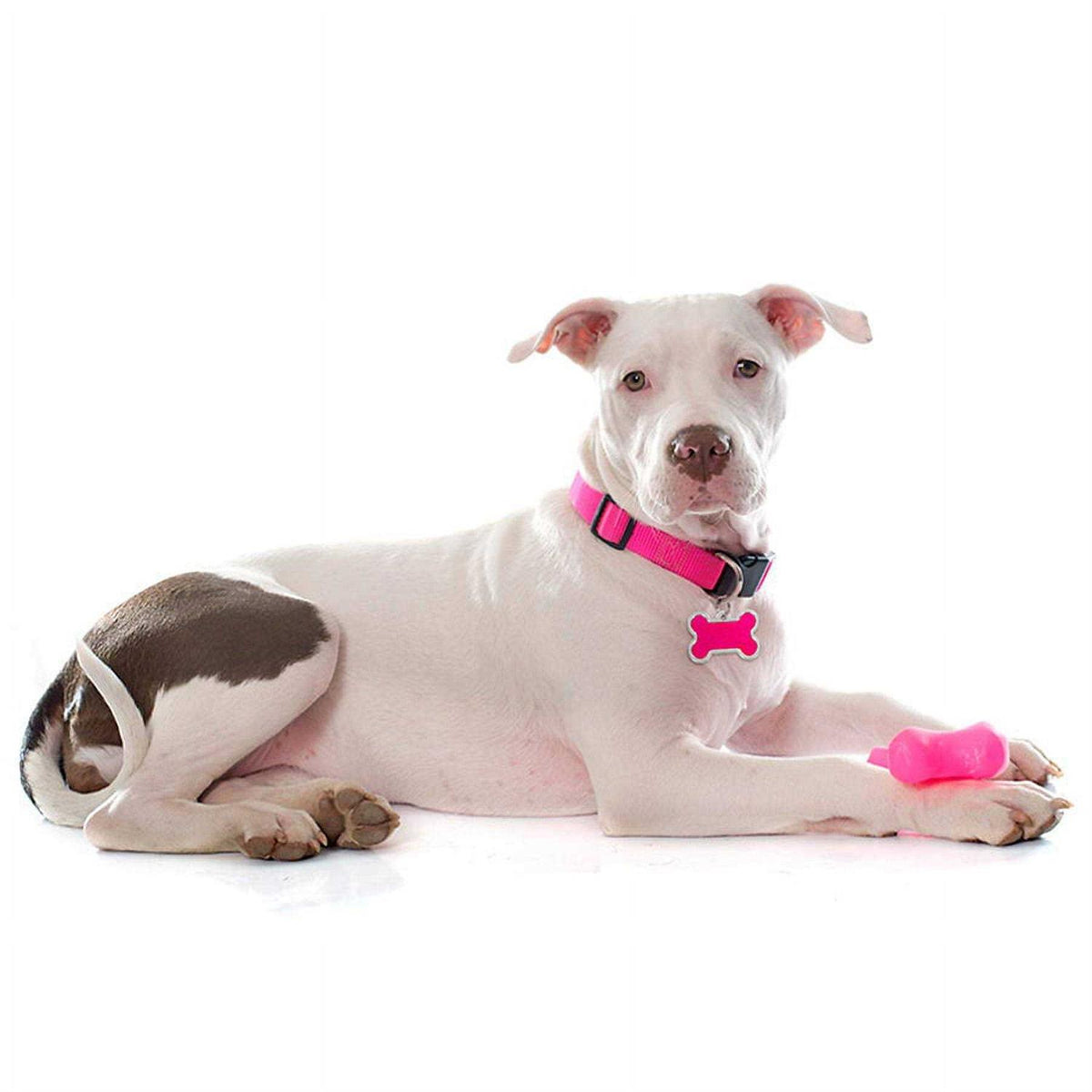 Personalized Dog ID Tag V8449