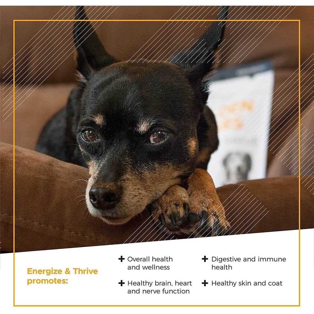 Senior Dogs Multivitamin J9009
