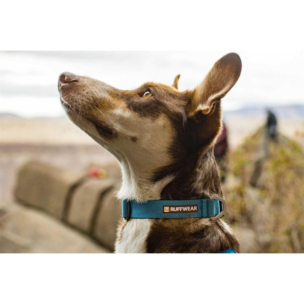 Hi Light Dog Collar M397871