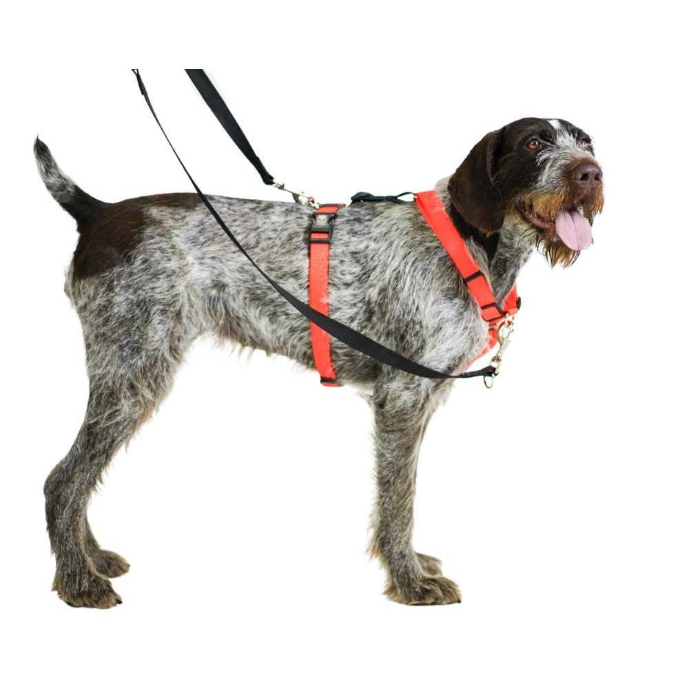 Buckle-Neck No-Pull Dog Harness Y9197