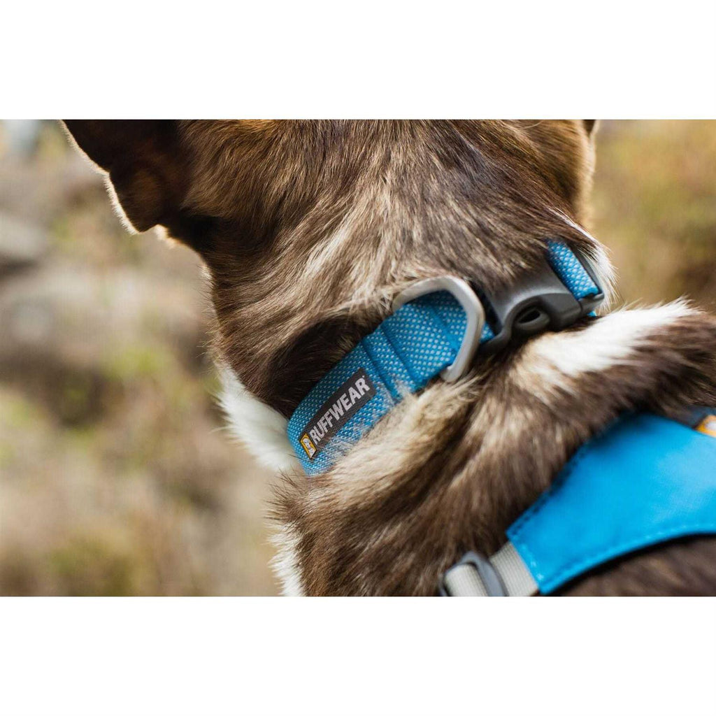 Hi Light Dog Collar M397871