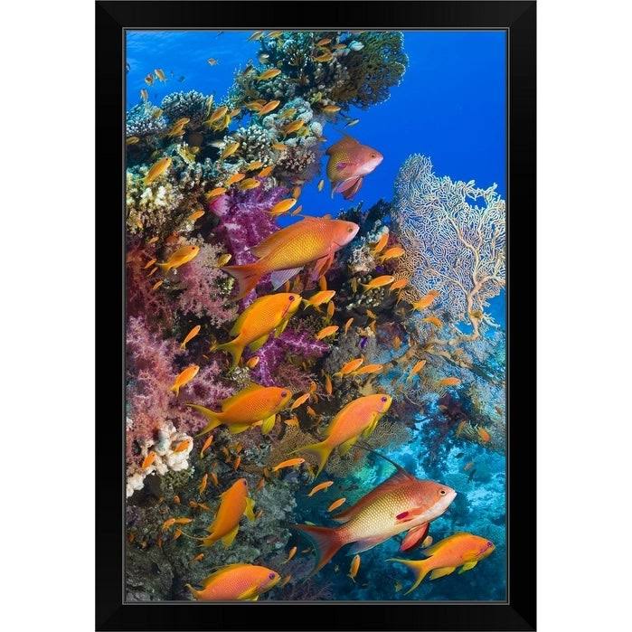 Black Framed Print Z77029