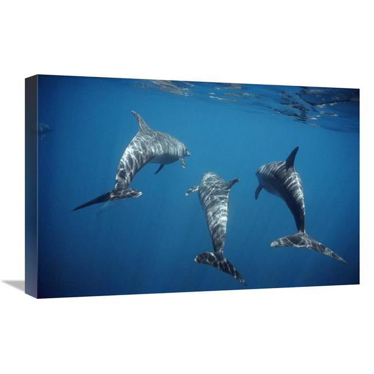 Bottlenose Dolphin Trio Underwater Art Print V694902