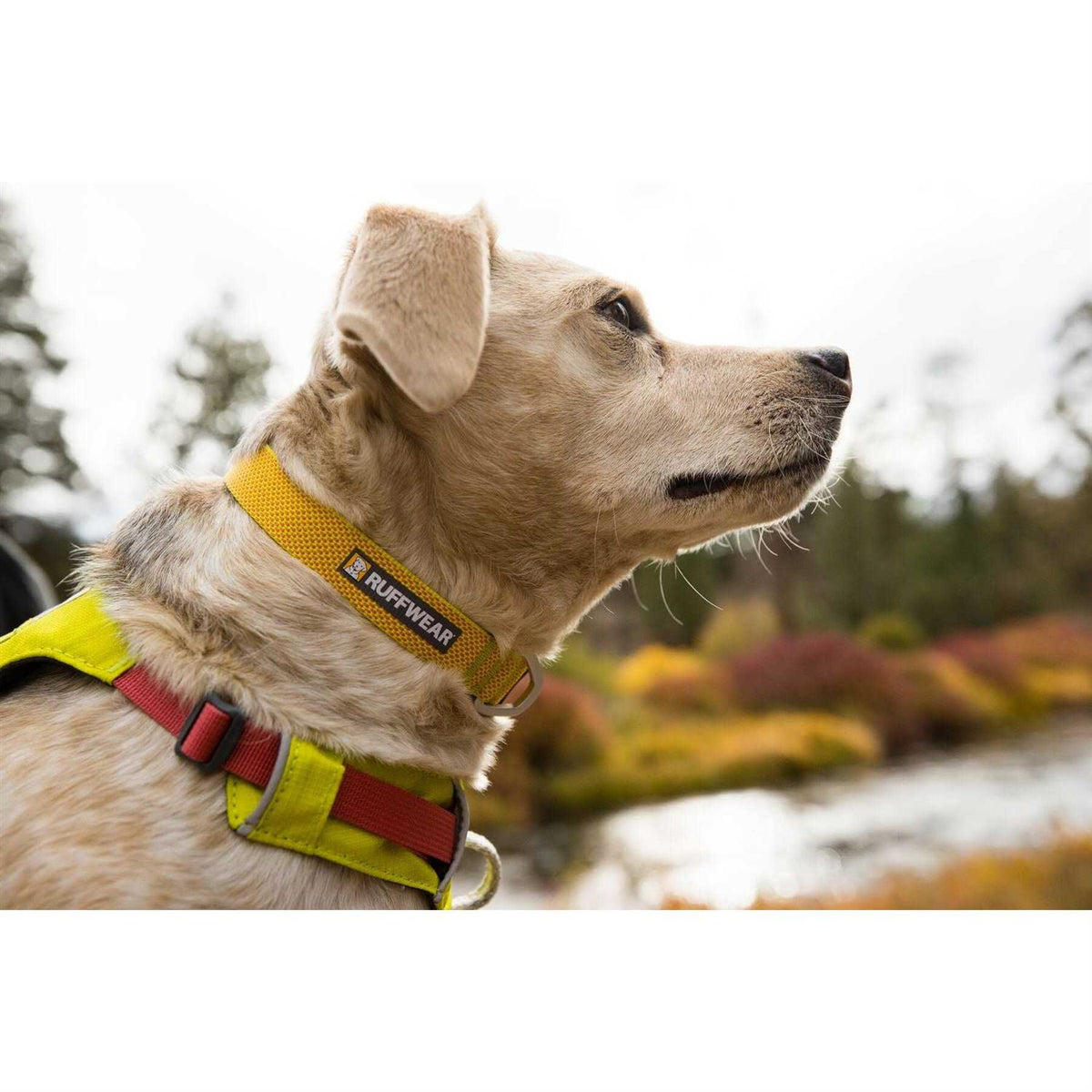 Hi Light Dog Collar M397871