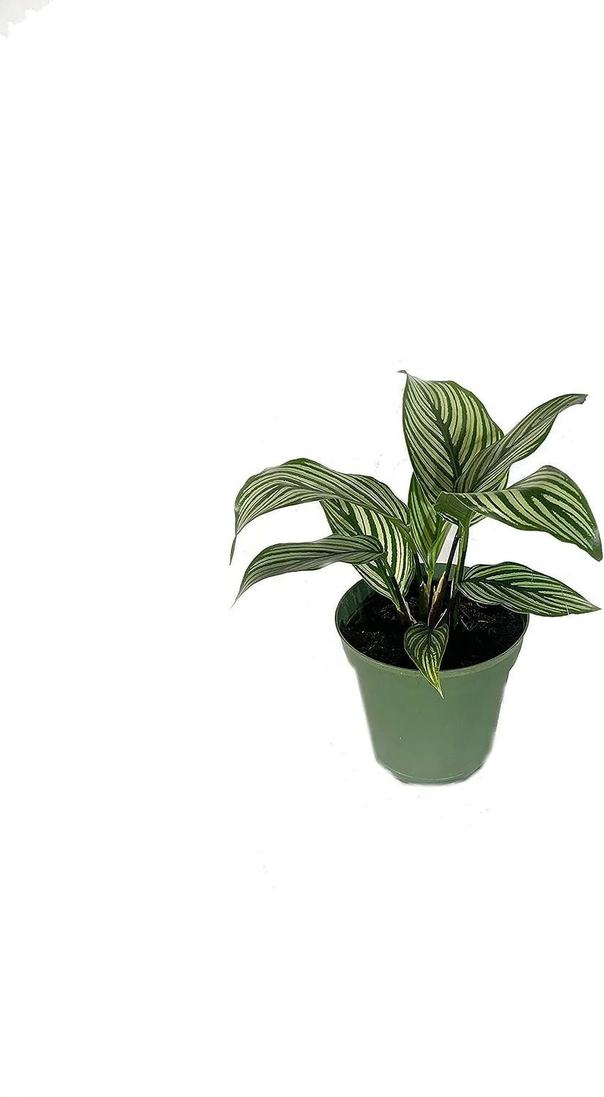 Calathea Indoor Houseplant Multi-Pack 3 Live Plants in 4 Inch Pots P524902
