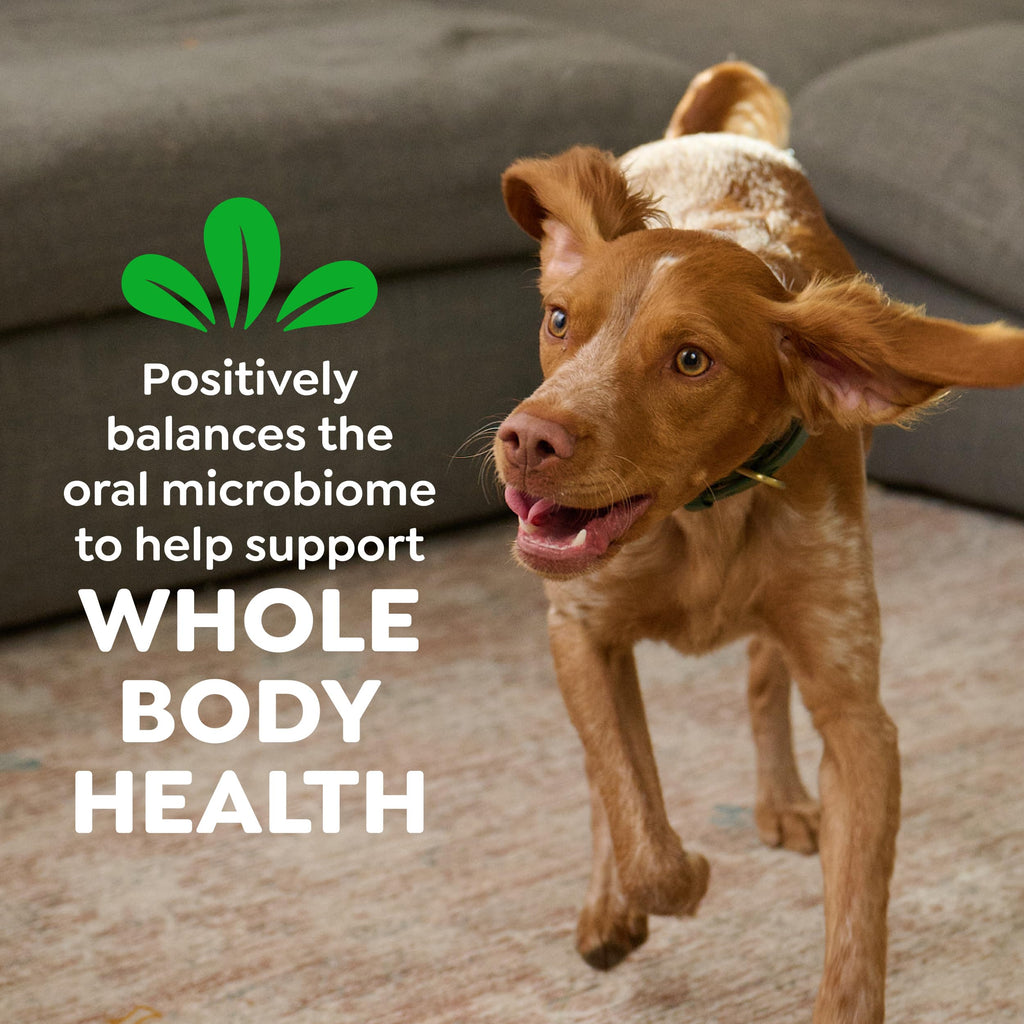 Natural Dental Dog Treats 5 Count M858
