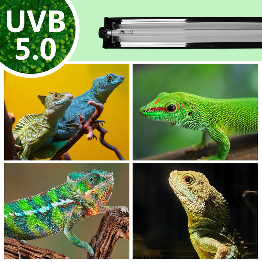8W T5 UVB Lighting Combo Kit with Desert 5.0 Bulbs L96701