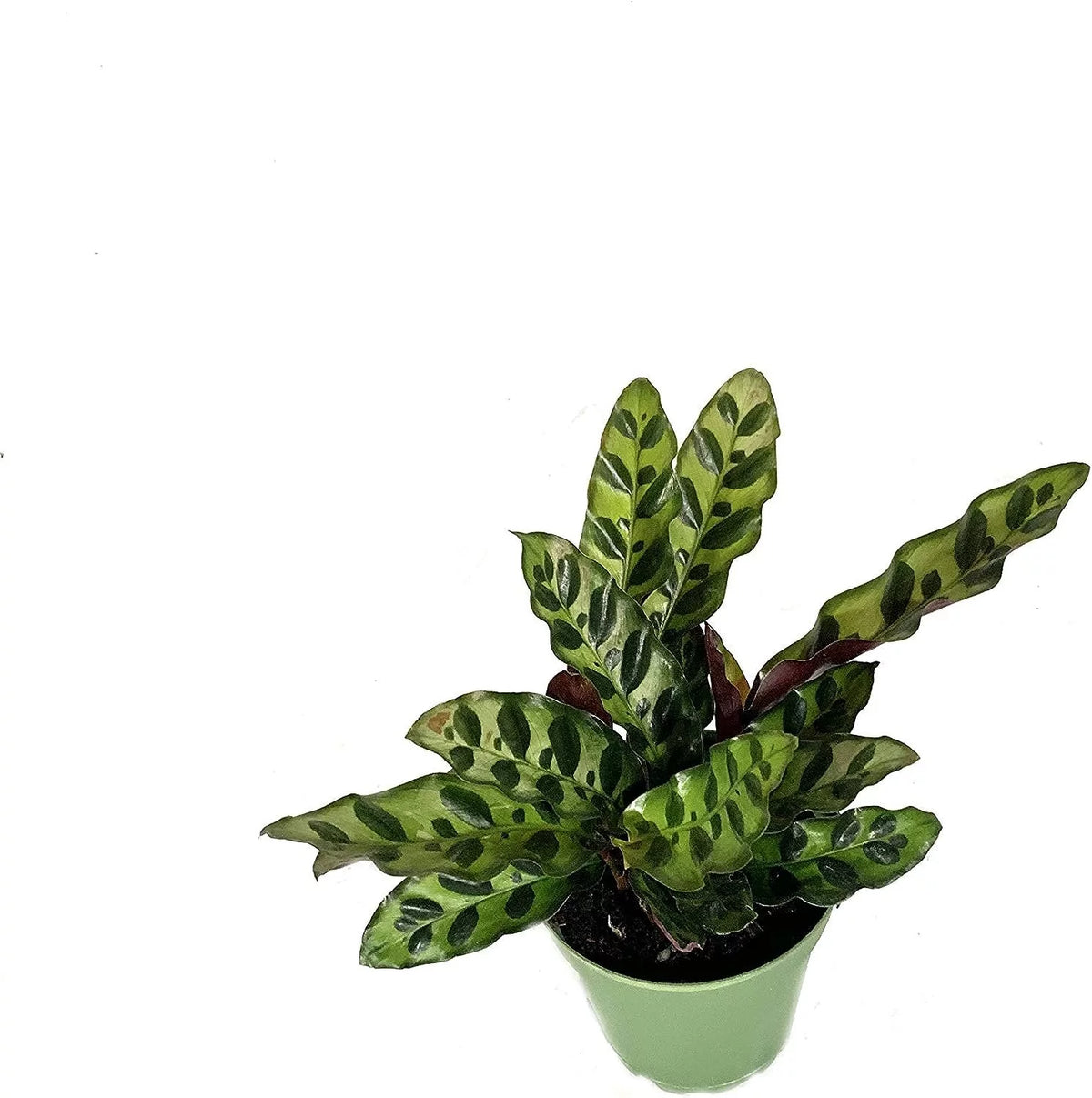 Calathea Indoor Houseplant Multi-Pack 3 Live Plants in 4 Inch Pots P524902