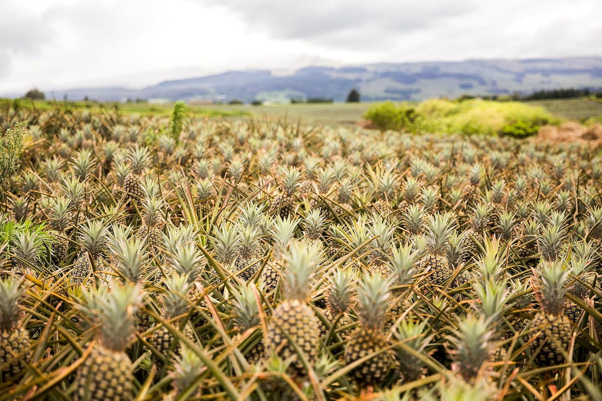 Pineapple E844386