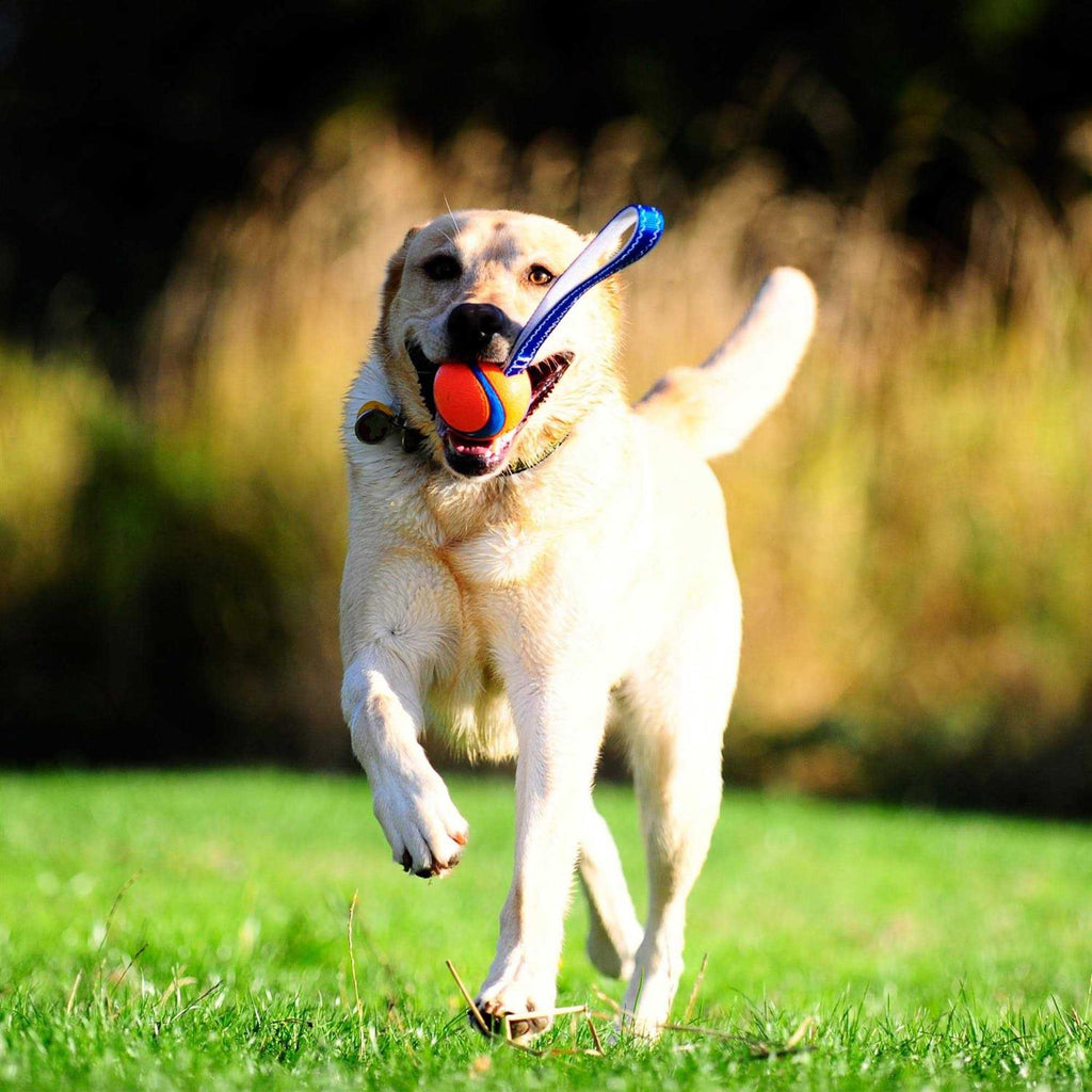 Dog Toy G67240
