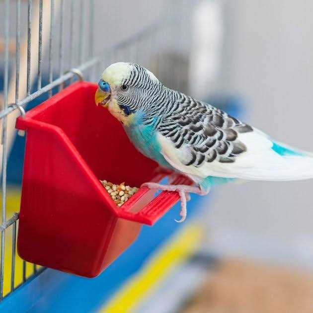 Universal Blend Birds T82962