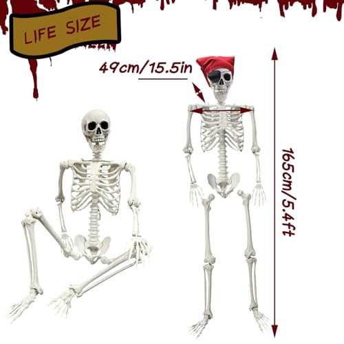 5.4Ft Life Size Posable Skeleton O3963