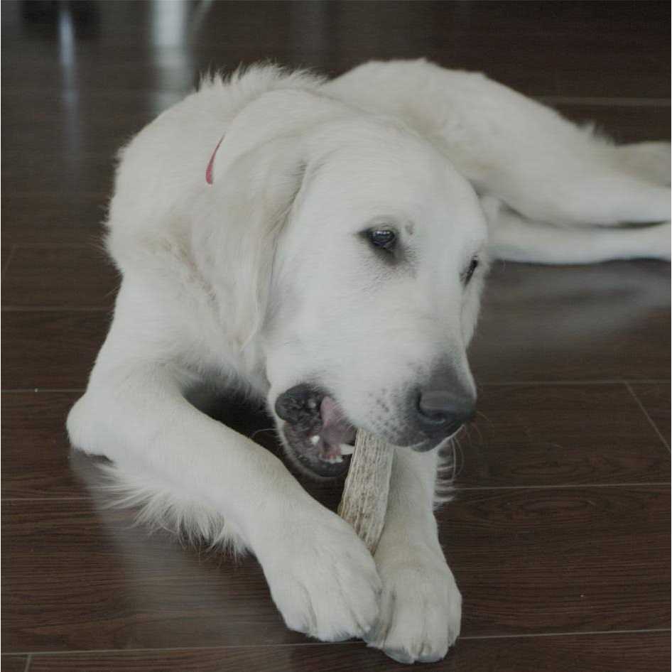 Deer Antler Pet Supplies K2117