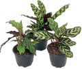 Calathea Indoor Houseplant Multi-Pack 3 Live Plants in 4 Inch Pots P524902