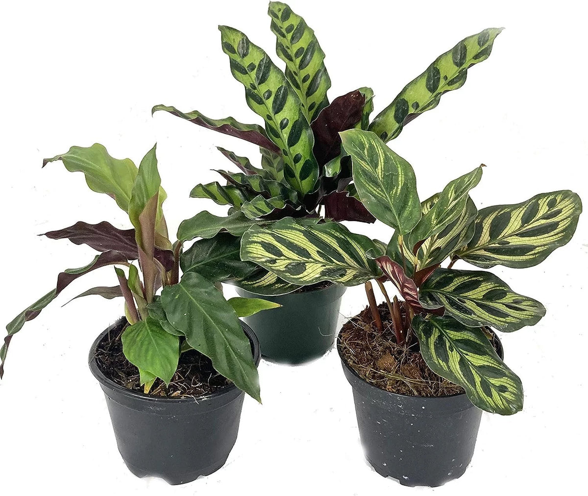 Calathea Indoor Houseplant Multi-Pack 3 Live Plants in 4 Inch Pots P524902