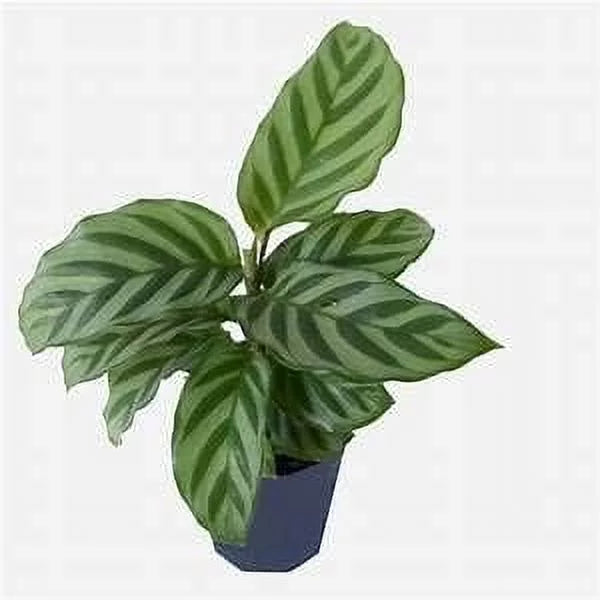 Calathea Indoor Houseplant Multi-Pack 3 Live Plants in 4 Inch Pots P524902