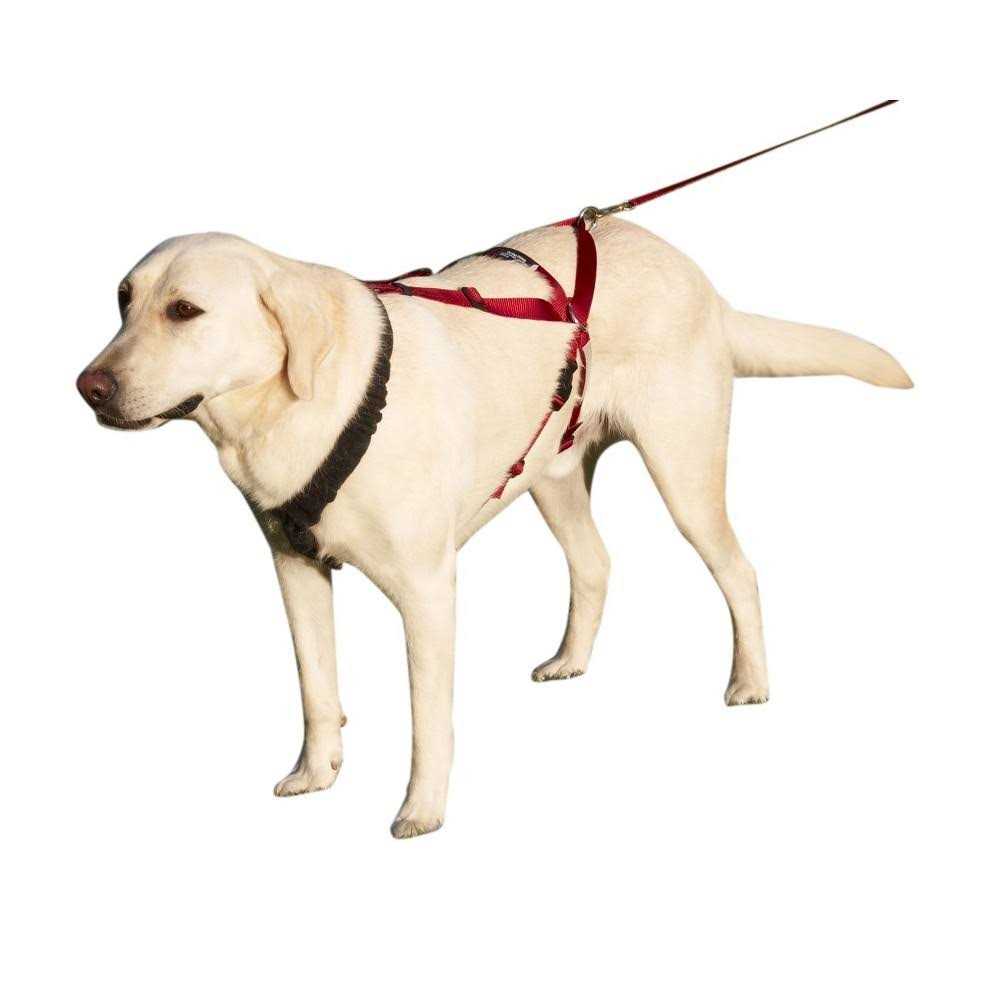 Harness I5981